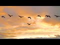 Beautiful Instrumental Hymns, Peaceful Soothing Music, Video in 4k  