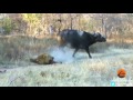 Buffaloes Stop 3 Male Lions From Killing Another Lion