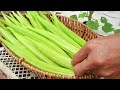 A new way to grow okra with lots of fruit