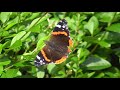 Red Admiral Butterflies