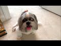 Shih Tzu Goes Crazy for Bananas and Treats After a Bath 🍌🍖🛁 | Lacey Dog is So Excited! 🐾