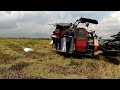 Harvest time nanaman, Naka ilang cavan kaya kami | 160 rice variety