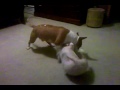 Bull Terriers play fighting