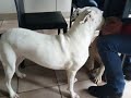 Pitbull plays with cane corso pup