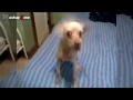 Funny Dogs Barking - A Funny Dog Barking Videos Compilation 2015