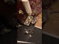 cat mum teaches kittens how to handle moth