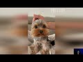 4K 🐶 Funny yorkie compilation, try not to laugh 😅 Cute yorkie videos 🐶 - Kris reaction