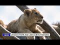 Lincoln Park Zoo lion cub euthanized