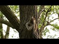 Baby squirrel felt from trees hole nest and the mother tried to save it