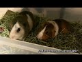 (Piggy Vlog) When a Guinea Pig is Stressed Out (a documentary) 20240807 EP131