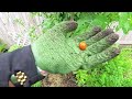 daily Garden Vlog: Garden clean up: harvest