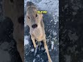 The Deer Found Itself In Icy Trap Until Random People Came To The Rescue 🥹💔  #shorts #viral