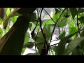 Grow your own food on the balcony