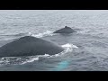 Hump whales of Ecuador (Puerto Lopez)