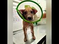 Abandoned puppy gets rescued update! #adoptdontshop #shorts #rescuedog