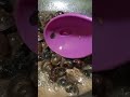 Snail for dinner yummy