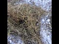 Unrolling hay for goats and calves #2.