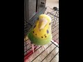 Sofia chirping and being silly - missing the boys - Parakeet/Budgie