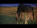 Full Nighttime Kilimanjaro Safaris ride at Disney's Animal Kingdom