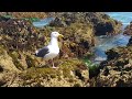 Sirály - Seagull