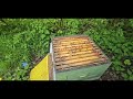 The process of receiving mated queens in the post all the way to releasing them in your hive 5/5/24