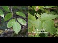 The Magic Maples of New England