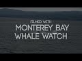 Breaching Humpback Whales in Monterey Bay