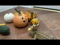 Norbert and the Pumpkin Party