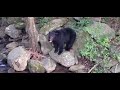 Black bear up close encounter in the Great Smoky Mountains