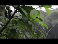 Rain Sounds For Sleeping - 99% Instantly Fall Asleep With Rainforest Sounds for Sleep rain sound