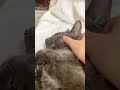 Tired cat tolerates belly rubs