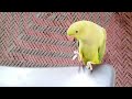 Mitthu parrot dancing and playing parrot I  bolna wala tota | speaks in Urdu&Hindi