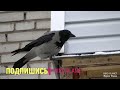 Ворона клюет балкон. Вкусно. A crow pecks at the balcony. Tasty.