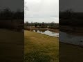 Beautiful bird sounds and peaceful meditation on the farm pond