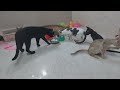 Funniest Dogs And Cats Videos 2024😺You Laugh You Lose🐶