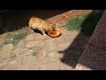 Feeding stray kittens