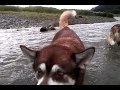 Freya and Skadi - Alaskan Salmon Stream Dream