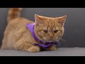 EXTREMELY Soothing Cat Therapy Music - Relax And Sleep for Your Cat | Calming Music for Anxious Cats