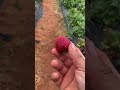 Strawberry 🍓 in Atlanta Georgia