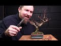 Pruning A Bonsai Recovering From Stress