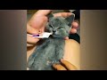 😹 The Most Adorable and Funny Pet Moments Ever 🤣 Funny Animal Moments 😘😂