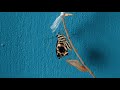 Exclusive Cocoon Opening Footage - Swallowtail Butterfly 🐛➡️🦋
