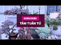 3 SAI LẦM KHI CHỌN MUA SEN ĐÁ | 다육식물 | 多肉植物 | Suculentas