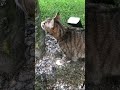 Tiger explores the backyard!