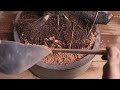 First Bonsai Pot for a Huge Hawthorn