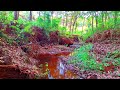 FOREST NATURE SOUNDS, BEAUTIFUL BABBLING BROOK, PEACEFUL PLACE FOR BIRDS SINGING