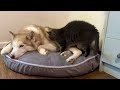 Cat snuggles up next to her favorite Siberian husky during a rainstorm