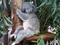 Koala.avi