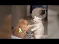 Try Not To Laugh 😋😻 New Funny Cats And Dogs Video 😻