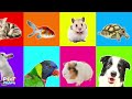 Pretlettertjes • Alle 50 Dierengeluiden • 52 min Special • Voor Baby Dreumes en Peuter • Nederlands